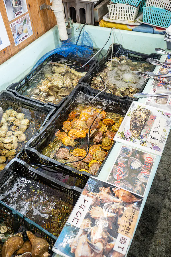 海道丸活水槽裡的新鮮扇貝與各式貝類海產