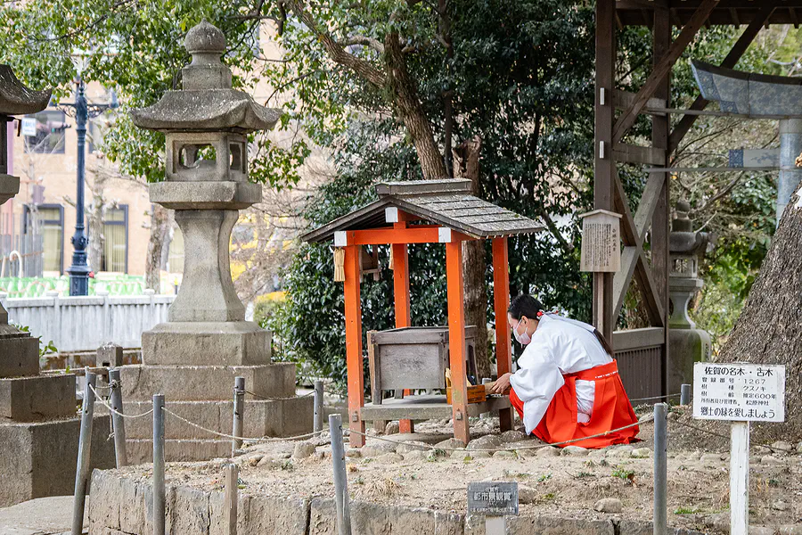 穿著傳統服飾的巫女在神木旁整理環境