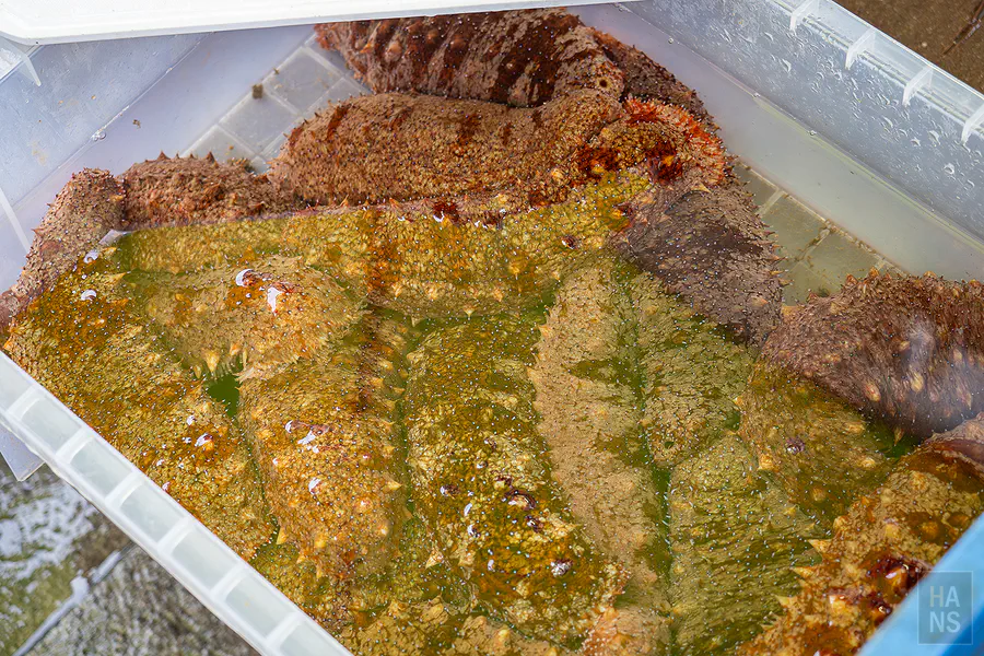 呼子朝市攤位上新鮮肥美的活體鮑魚與帶殼蠑螺