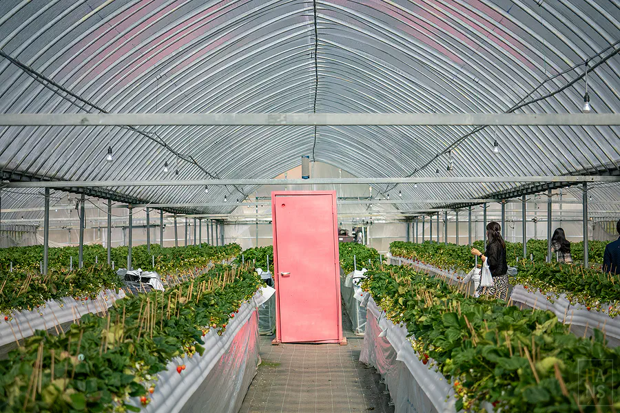 花祭草莓谷果園內的粉紅任意門