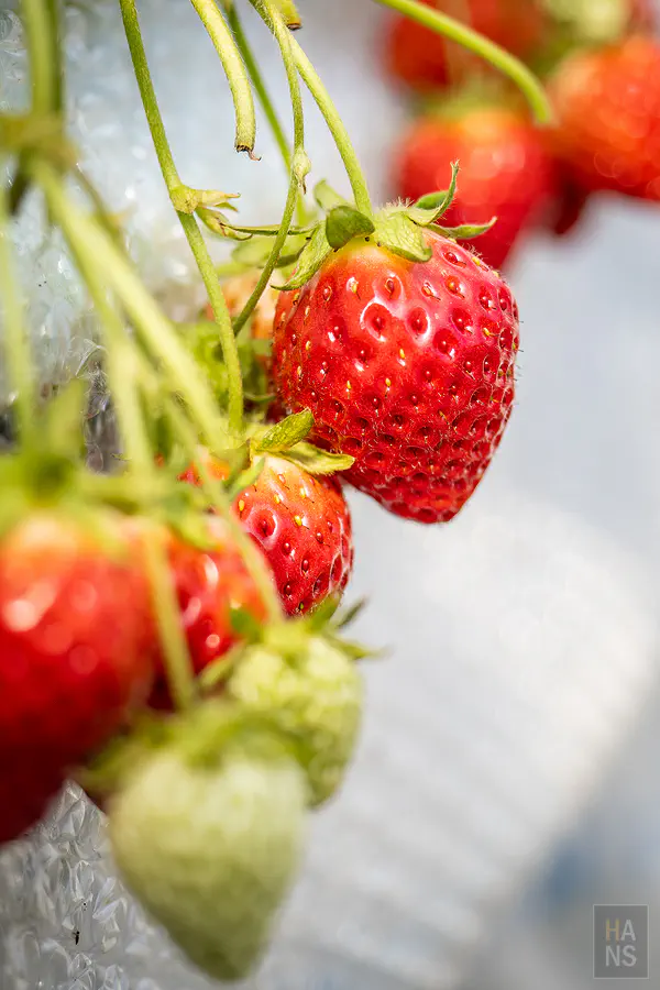 鮮豔欲滴又甜美多汁的草莓小姐