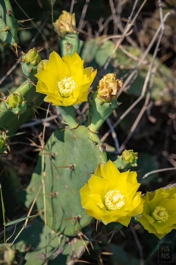 澎湖野地綻放的美麗黃色仙人掌花朵近覽