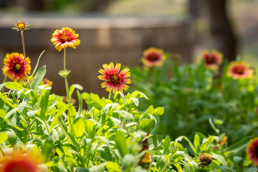 林投公園內盛開的澎湖縣花天人菊