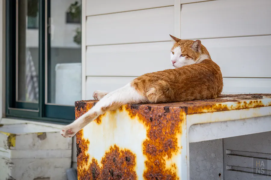 隘門馨鱻小館店外慵懶趴在生鏽鐵櫃上曬太陽的橘白貓咪