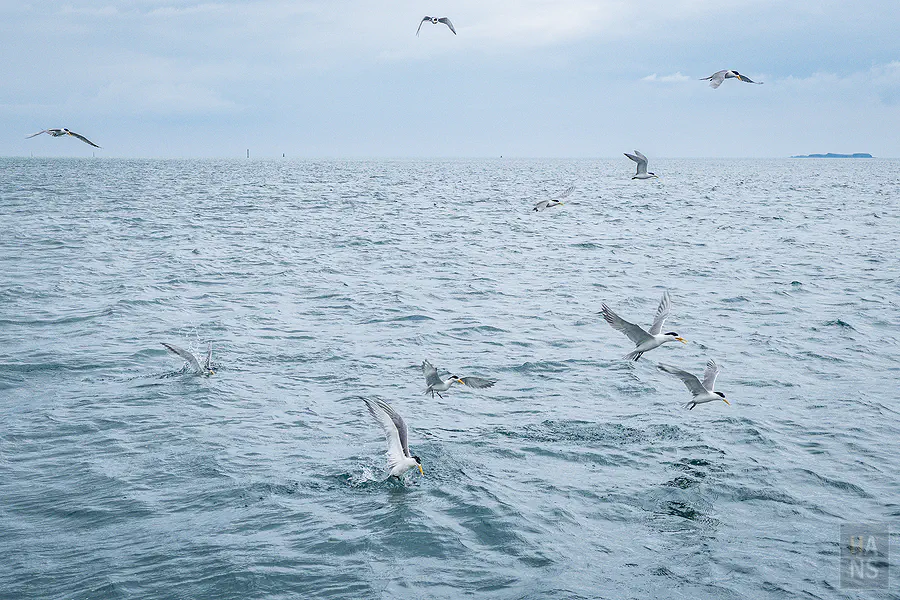 成百上千的海鳥在遊艇周圍盤旋覓食構成壯觀的海上奇景