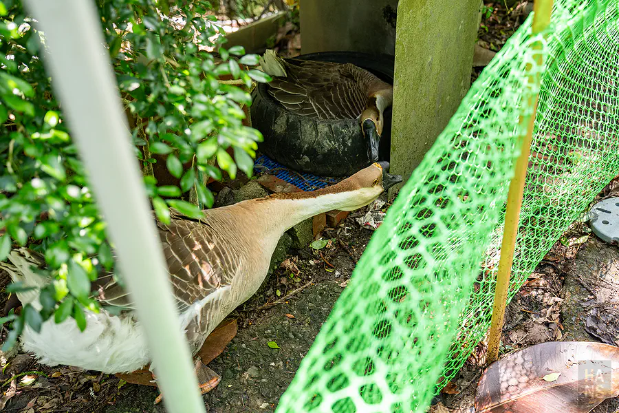 阿金姐工作坊園區內飼養的可愛大鵝