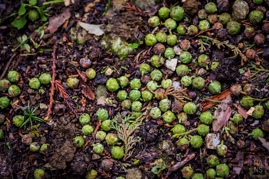 滋賀縣長濱市賤岳纜車