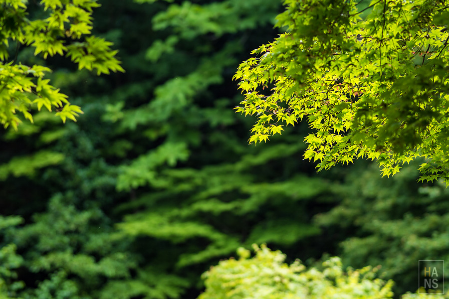 滋賀縣長濱市雞足寺