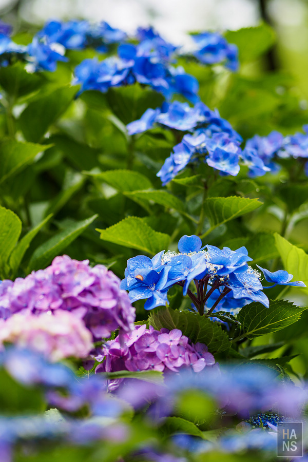 滋賀縣長濱市雞足寺
