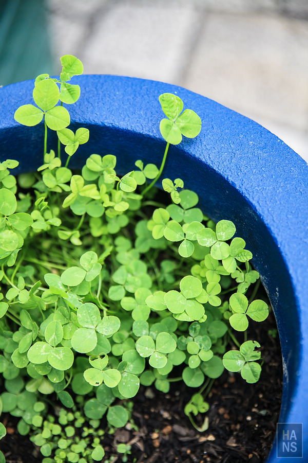 滋賀長濱黒壁廣場