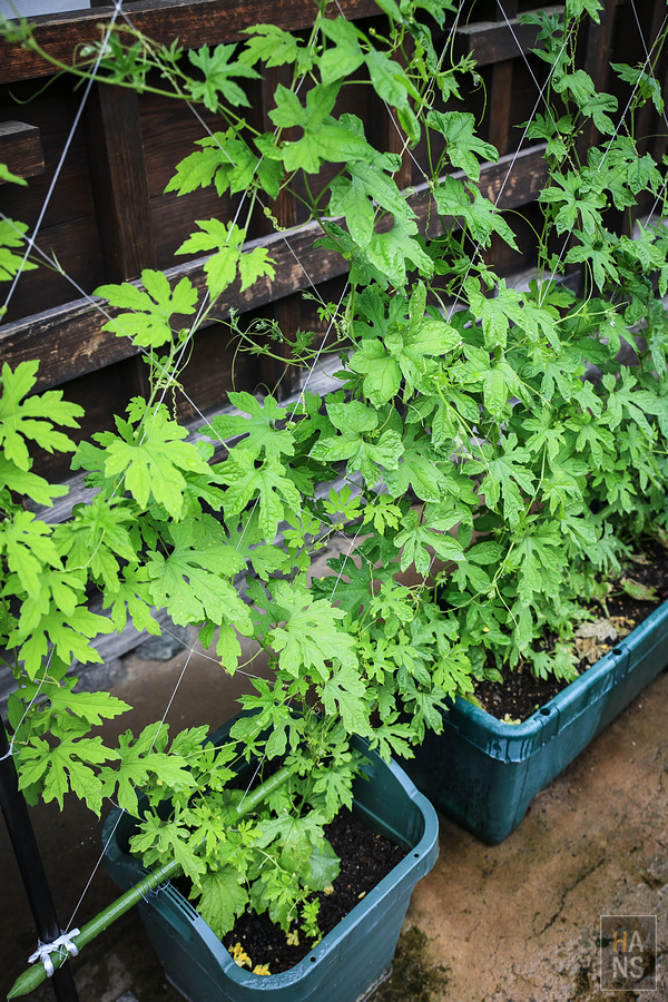 滋賀長濱黒壁廣場