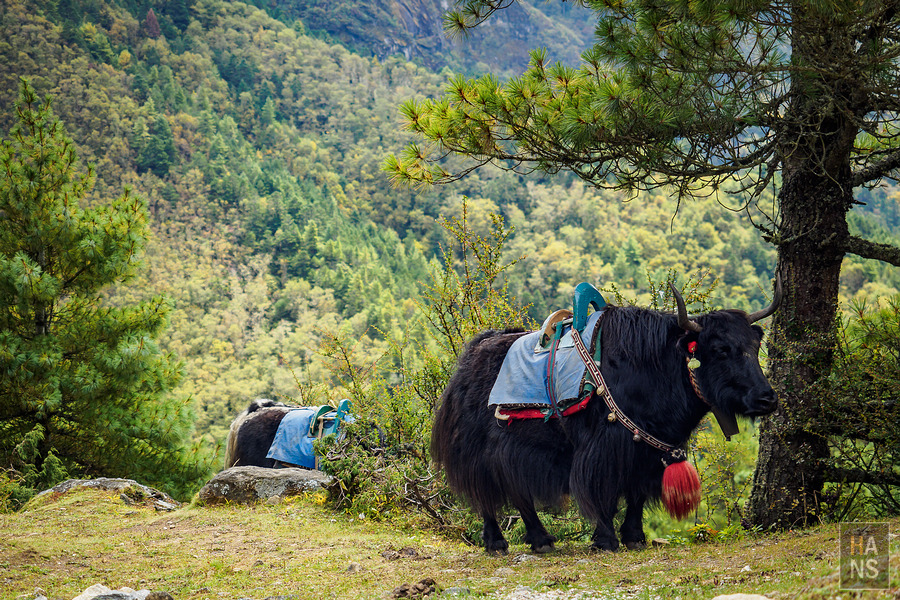 EBC聖母峰基地營湯坡崎Tengboche