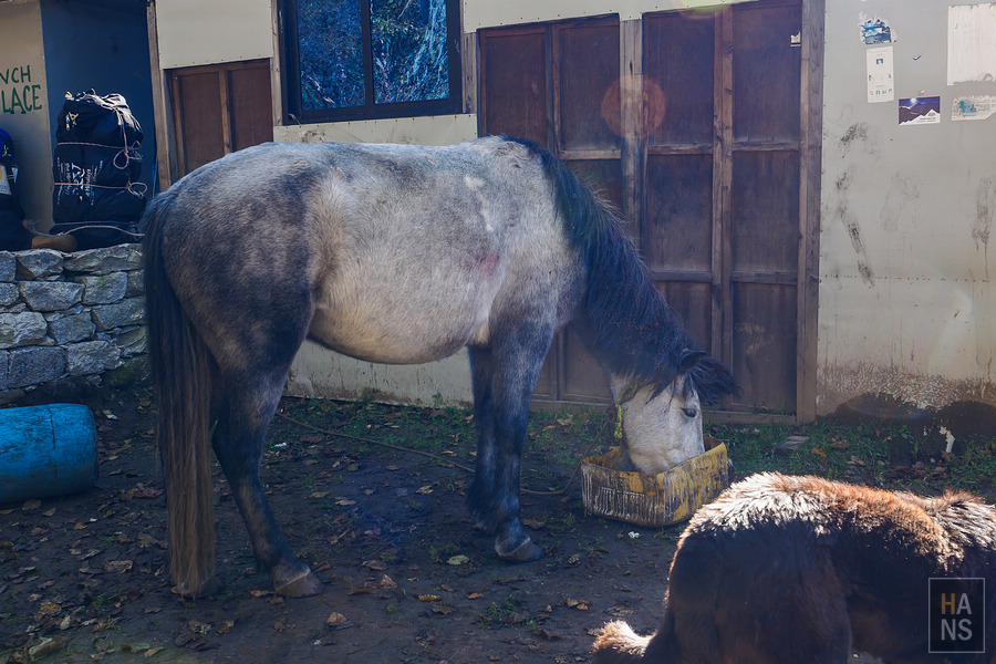 EBC珠峰基地營丁伯崎Dingboche