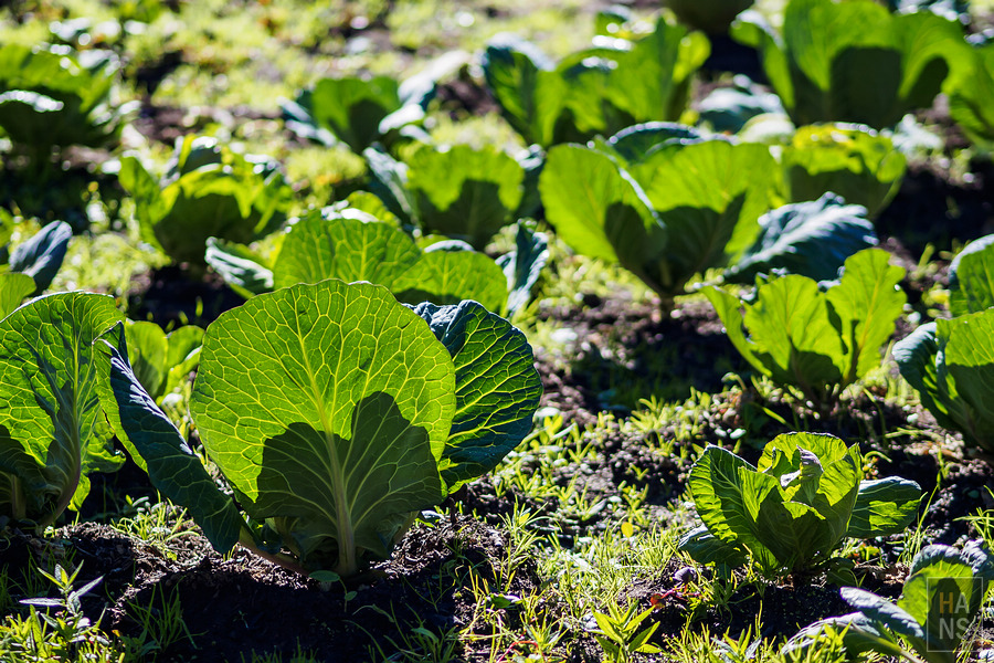 EBC珠峰基地營丁伯崎Dingboche