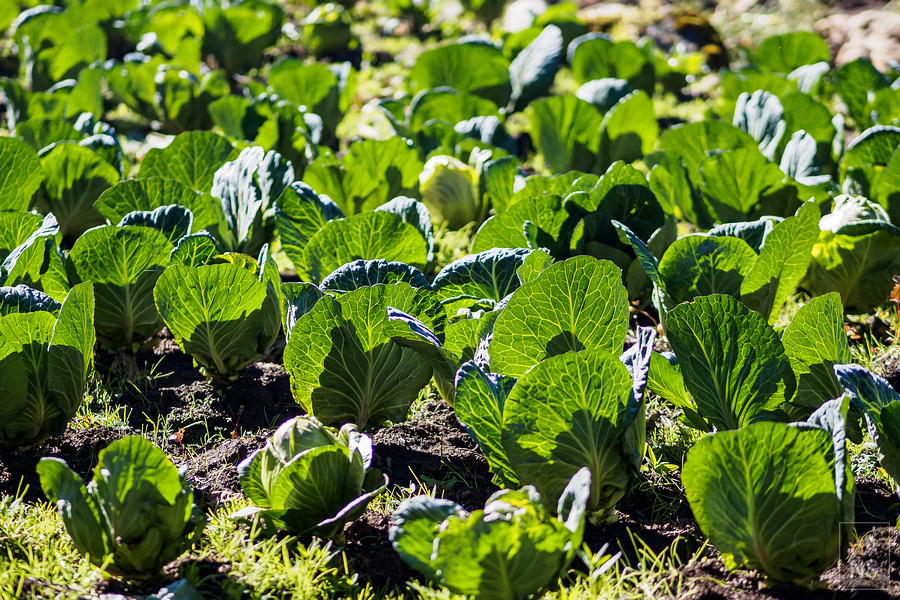 EBC珠峰基地營丁伯崎Dingboche