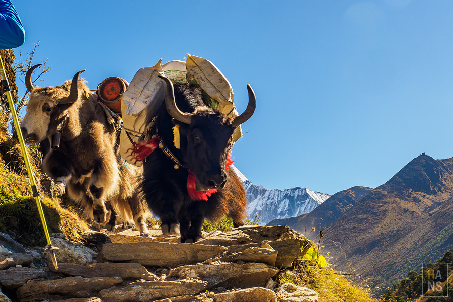 EBC珠峰基地營丁伯崎Dingboche