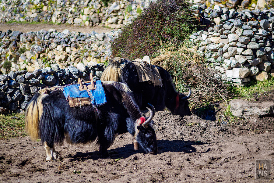 EBC珠峰基地營丁伯崎Dingboche