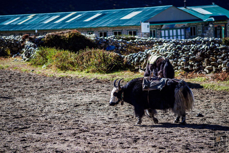 EBC珠峰基地營丁伯崎Dingboche