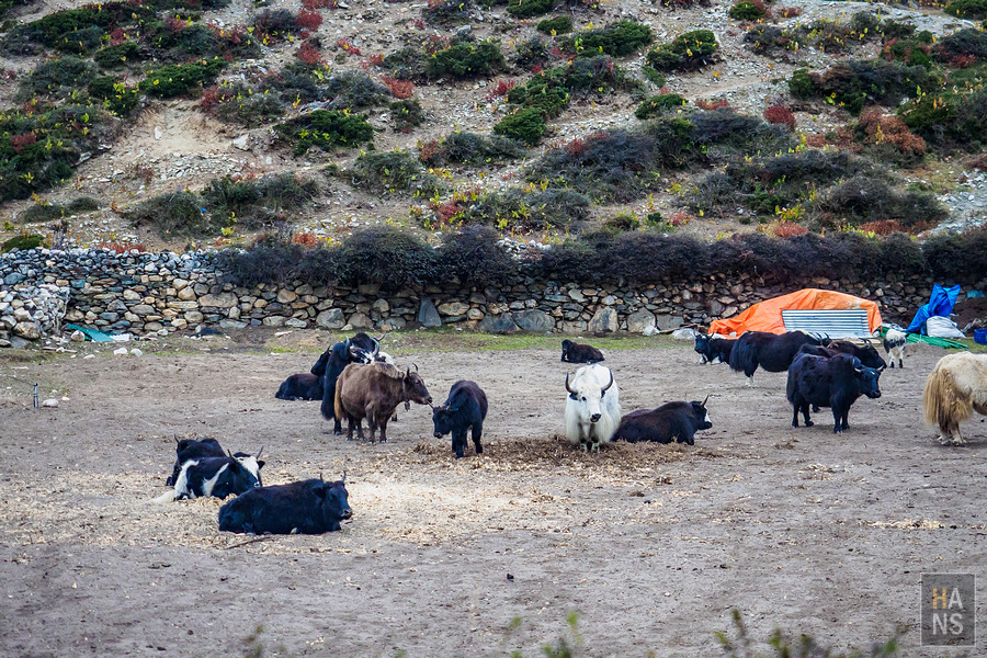 EBC珠峰基地營丁伯崎Dingboche