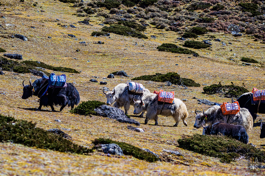 EBC珠峰基地營羅伯崎Lobuche