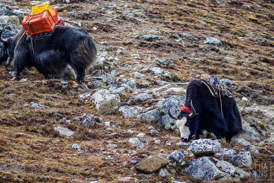 EBC珠峰基地營羅伯崎Lobuche