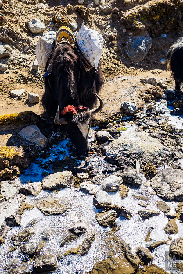 抵達EBC珠峰基地營