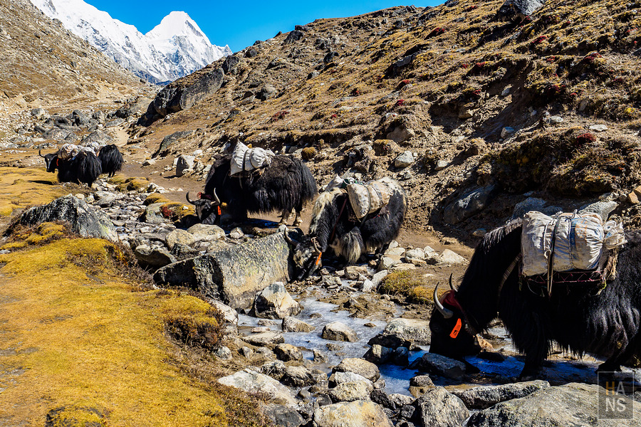 EBC珠峰基地營健行全紀錄懶人包