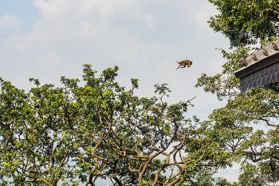 Swayambhunath Temple 斯瓦揚布納特寺、猴廟、四眼天神廟