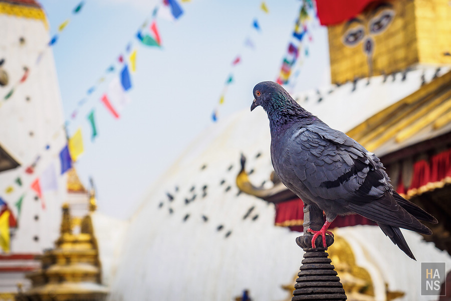 Swayambhunath Temple 斯瓦揚布納特寺、猴廟、四眼天神廟