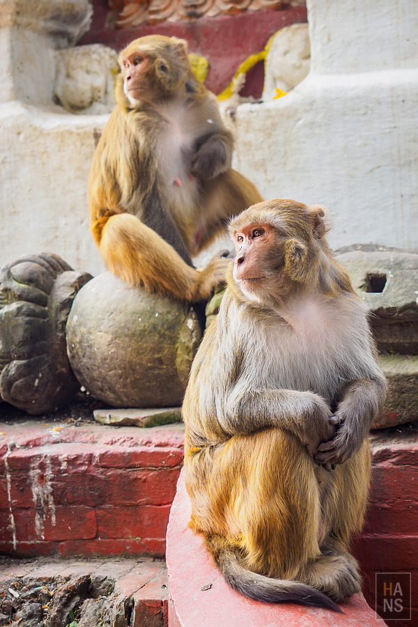 EBC珠峰基地營健行全紀錄懶人包