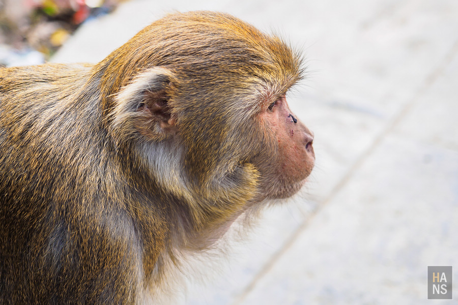 Swayambhunath Temple 斯瓦揚布納特寺、猴廟、四眼天神廟