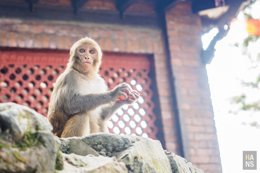 Swayambhunath Temple 斯瓦揚布納特寺、猴廟、四眼天神廟