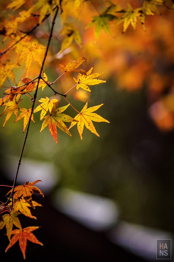 佐賀小城清水瀑布