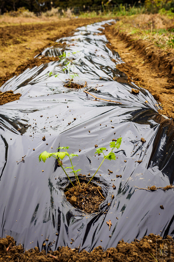 いやしの宿ほのか 一泊二食農泊體驗
