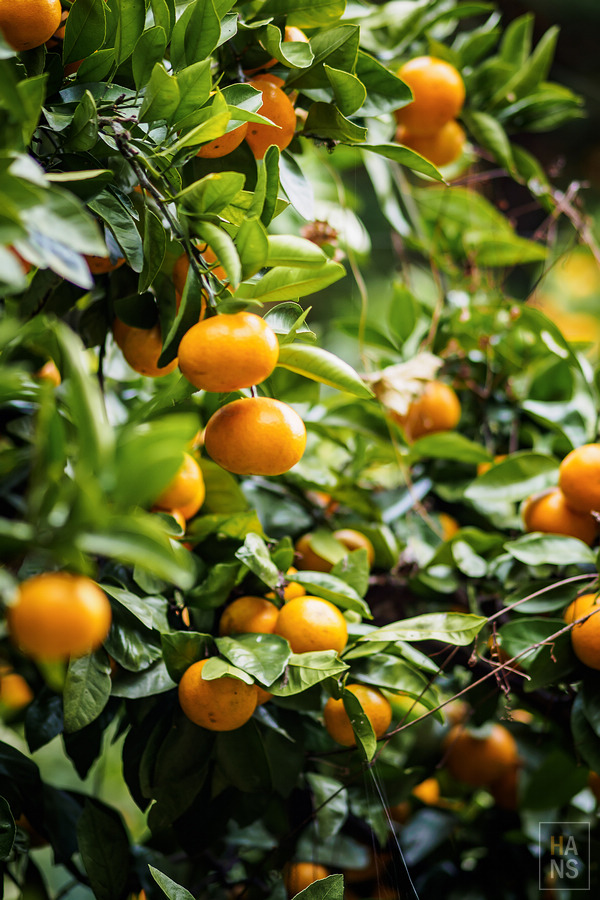 いやしの宿ほのか 一泊二食農泊體驗