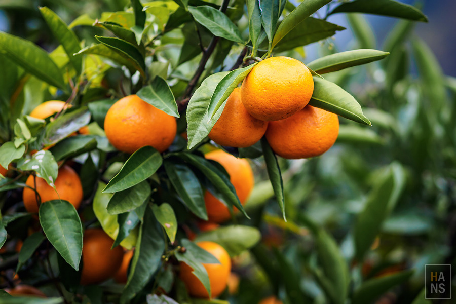 いやしの宿ほのか 一泊二食農泊體驗