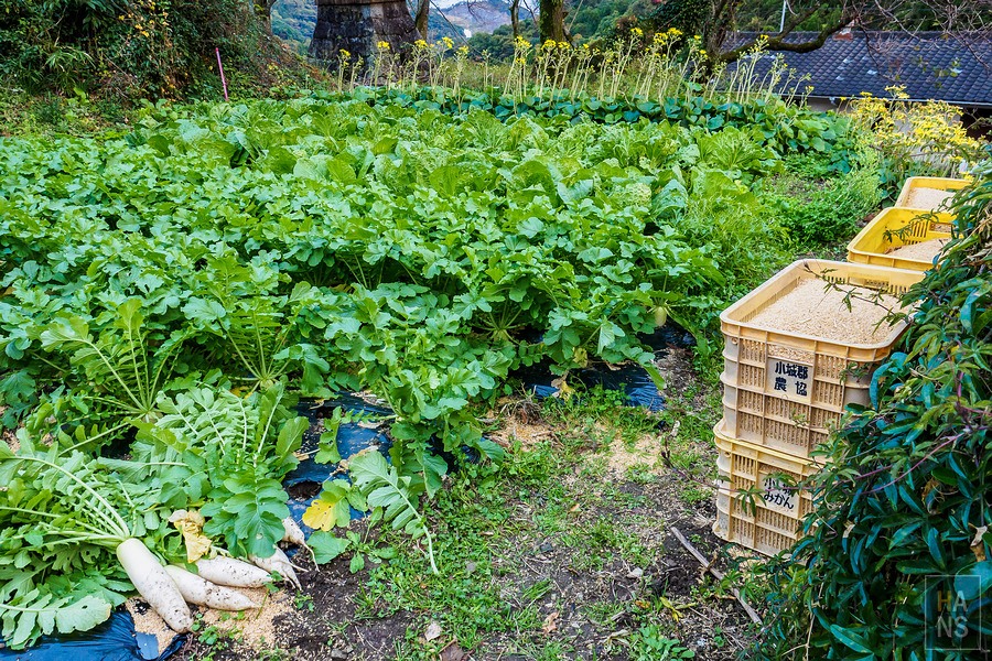 いやしの宿ほのか 一泊二食農泊體驗