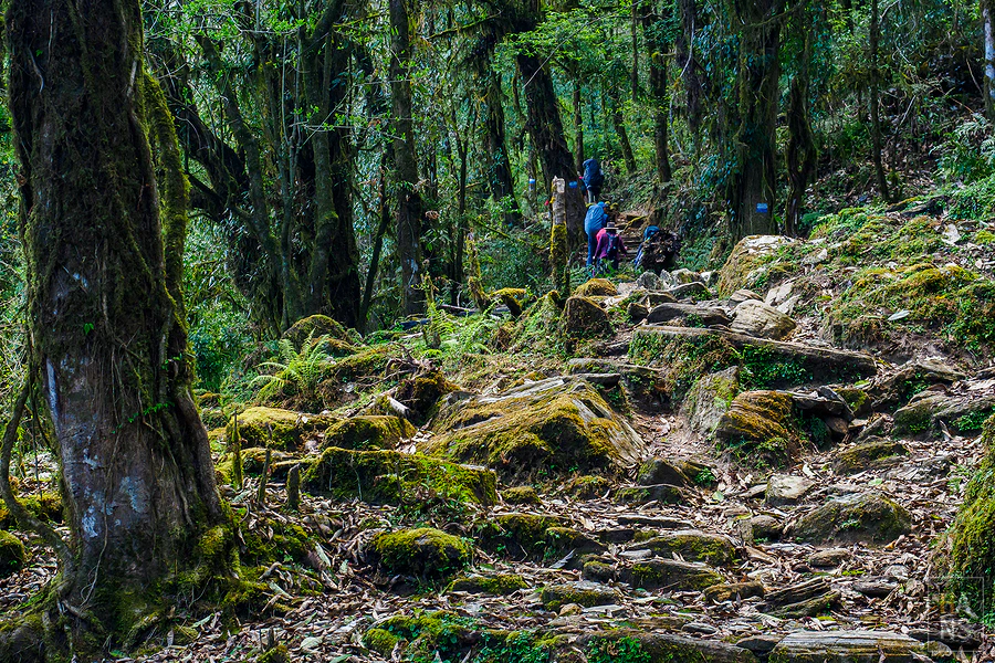 馬蹄山群健行 Mardi Himal Trek