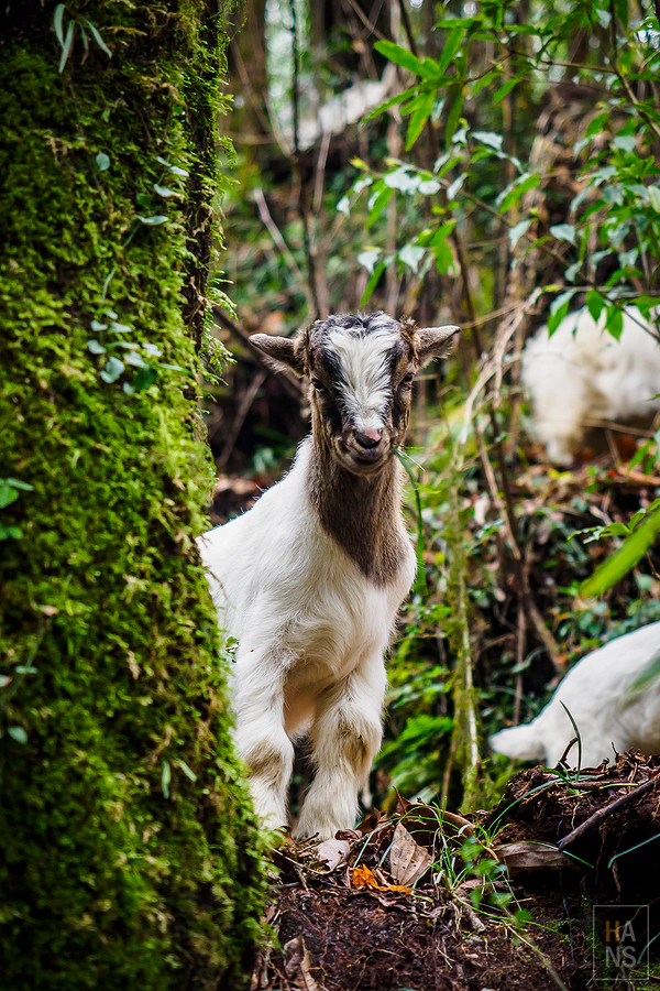 馬蹄山群健行 Mardi Himal Trek