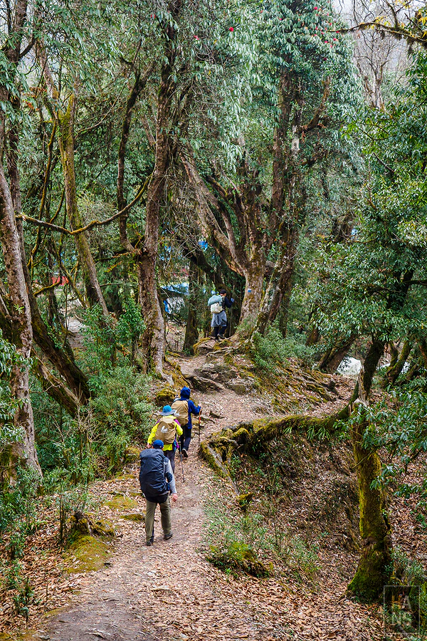 馬蹄山群健行 Mardi Himal Trek