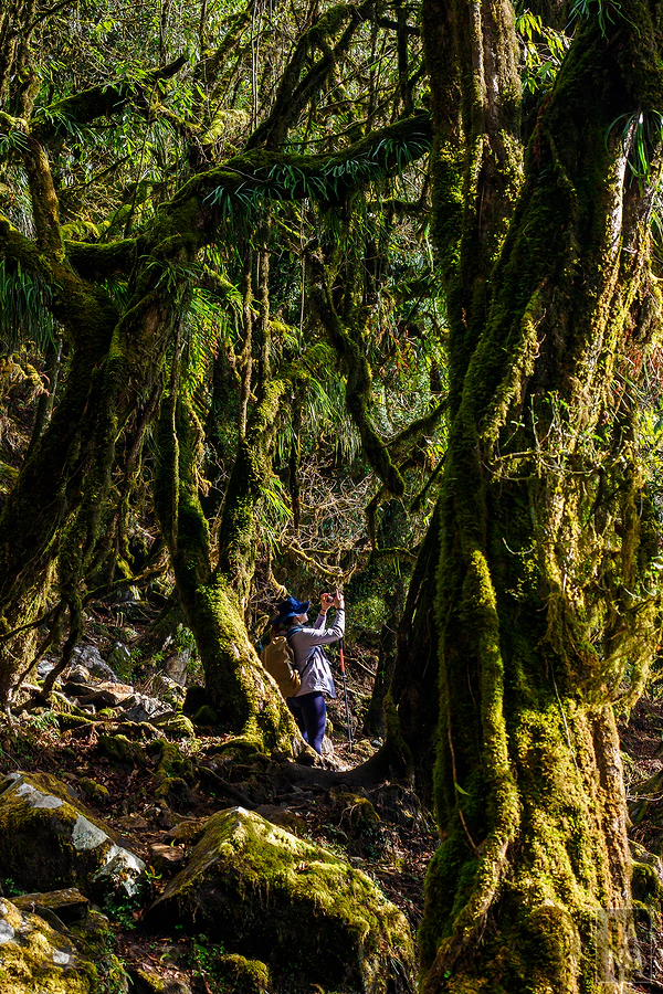 馬蹄山群健行 Mardi Himal Trek