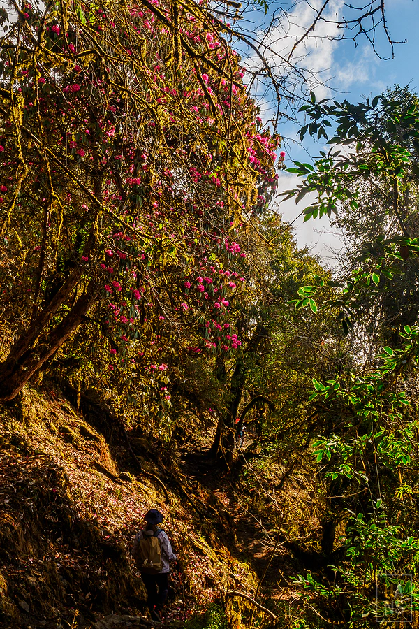 馬蹄山群健行 Mardi Himal Trek