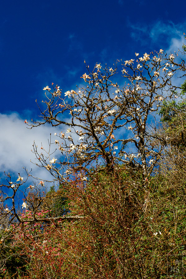馬蹄山群健行 Mardi Himal Trek