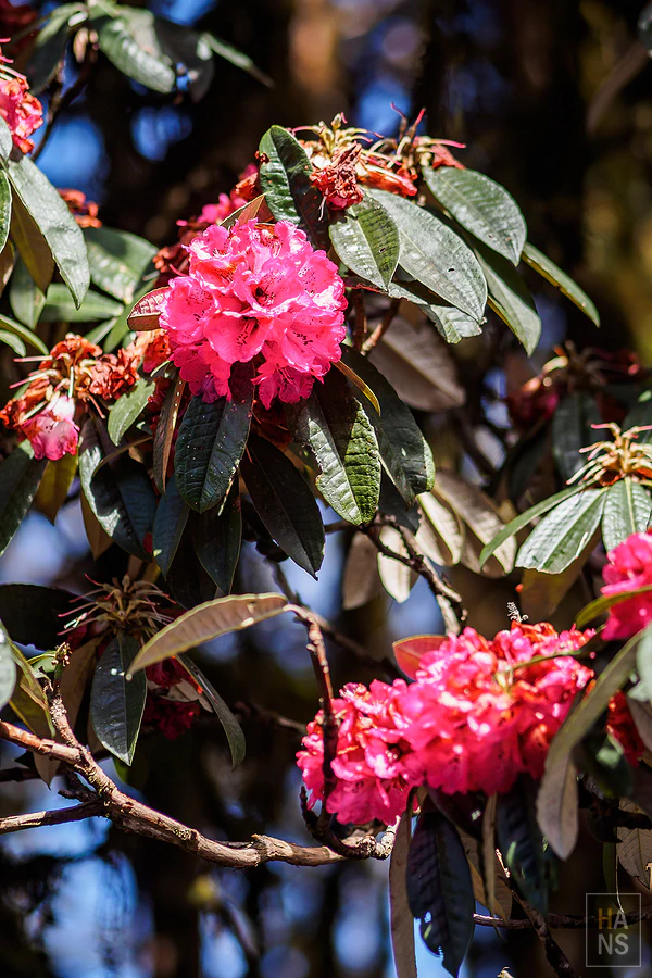 馬蹄山群健行 Mardi Himal Trek