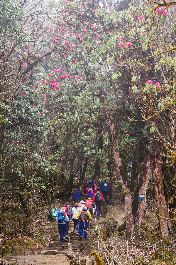 馬蹄山群健行 Mardi Himal Trek