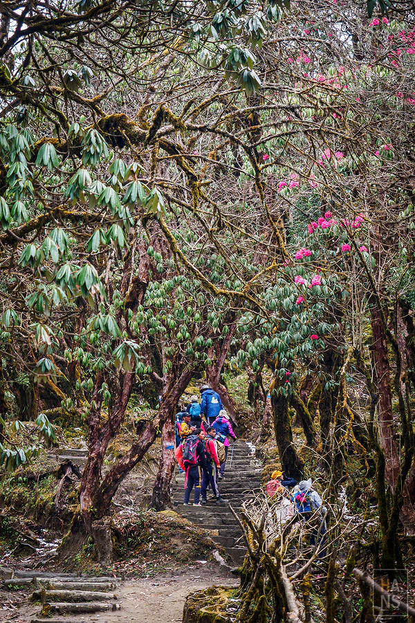 馬蹄山群健行 Mardi Himal Trek