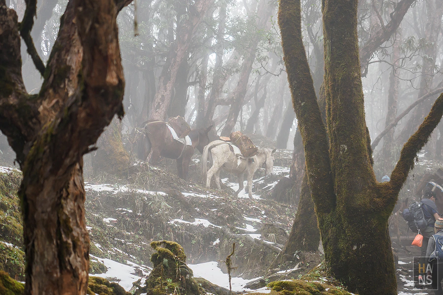馬蹄山群健行 Mardi Himal Trek