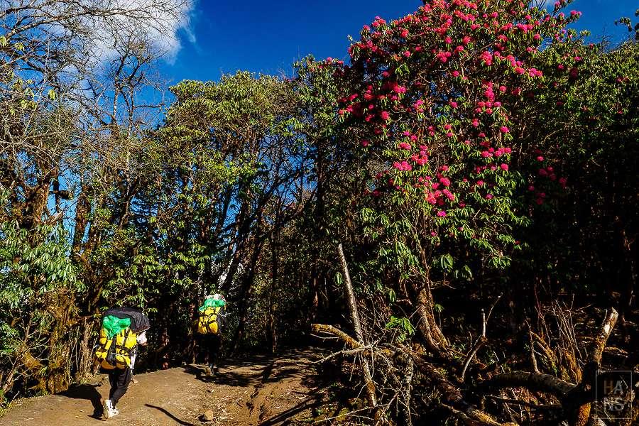 馬蹄山群健行 Mardi Himal Trek