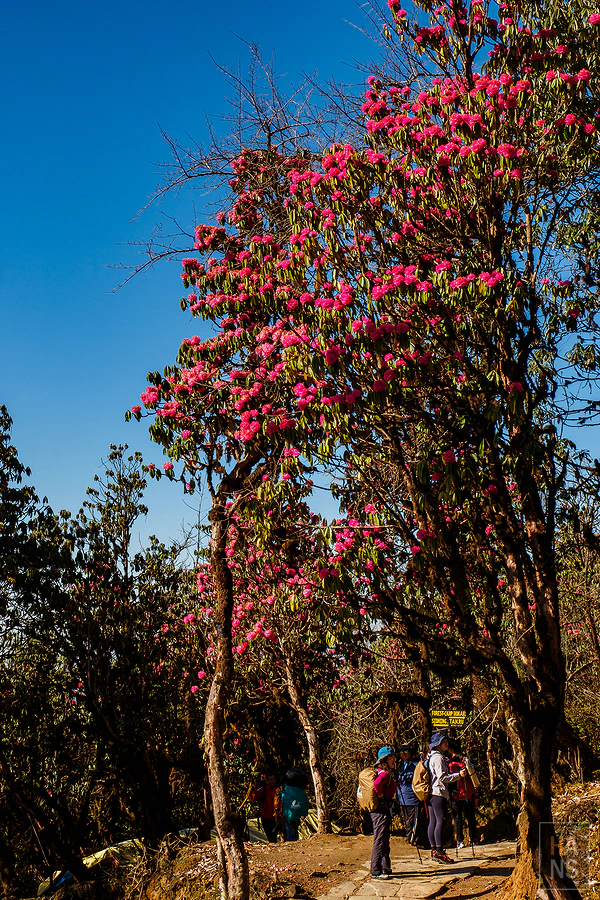 馬蹄山群健行 Mardi Himal Trek