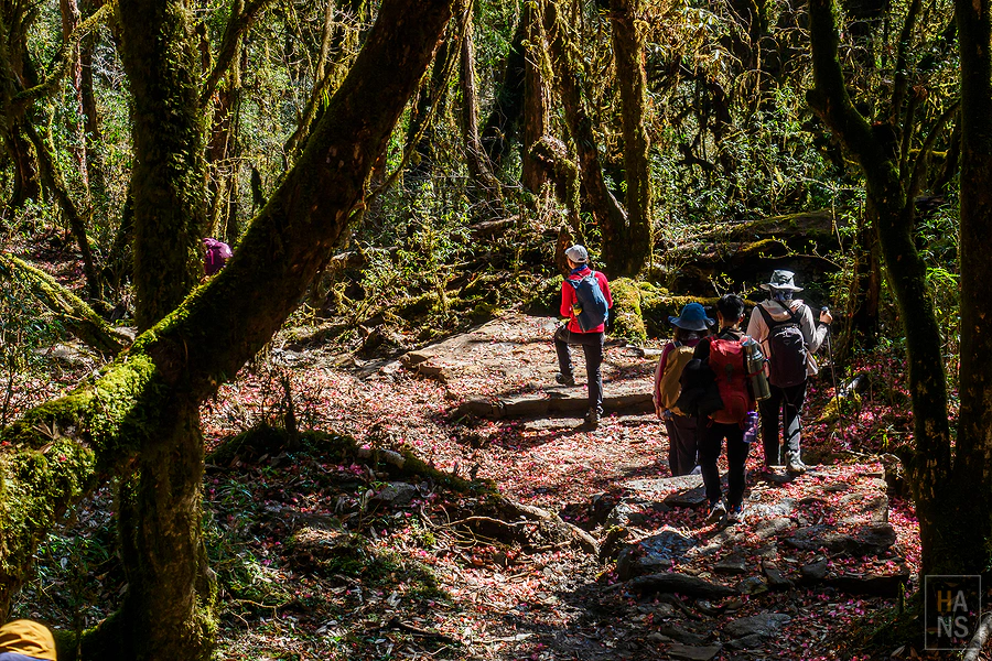 馬蹄山群健行 Mardi Himal Trek